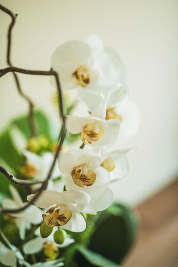 Campo San Martino Little House Bed & Breakfast エクステリア 写真